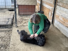 LOTTE, Hund, Mischlingshund in Waldems - Bild 30