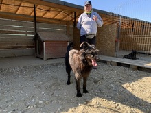 LOTTE, Hund, Mischlingshund in Waldems - Bild 38