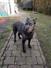 LOTTE, Hund, Mischlingshund in Waldems - Bild 4