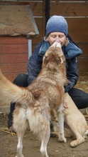 JENNA, Hund, Siberian Husky in Rumänien - Bild 10