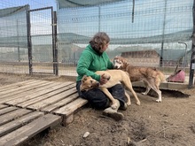 JENNA, Hund, Siberian Husky in Rumänien - Bild 12