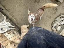 JENNA, Hund, Siberian Husky in Rumänien - Bild 13