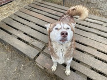 JENNA, Hund, Siberian Husky in Rumänien - Bild 16