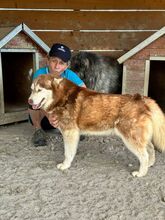JENNA, Hund, Siberian Husky in Rumänien - Bild 2