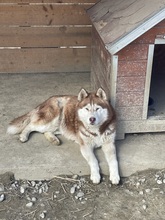 JENNA, Hund, Siberian Husky in Rumänien - Bild 21