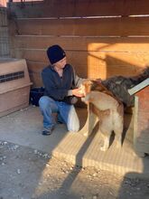 JENNA, Hund, Siberian Husky in Rumänien - Bild 25
