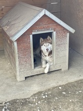 JENNA, Hund, Siberian Husky in Rumänien - Bild 27