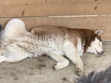 JENNA, Hund, Siberian Husky in Rumänien - Bild 29