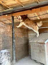 JENNA, Hund, Siberian Husky in Rumänien - Bild 3
