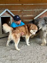 JENNA, Hund, Siberian Husky in Rumänien - Bild 4