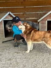 JENNA, Hund, Siberian Husky in Rumänien - Bild 5