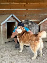 JENNA, Hund, Siberian Husky in Rumänien - Bild 6
