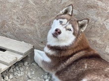 JENNA, Hund, Siberian Husky in Rumänien - Bild 8