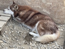 JENNA, Hund, Siberian Husky in Rumänien - Bild 9
