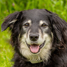 BALUBO, Hund, Mischlingshund in Lauf - Bild 10