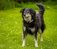 BALUBO, Hund, Mischlingshund in Lauf - Bild 11
