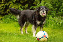 BALUBO, Hund, Mischlingshund in Lauf - Bild 12