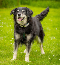 BALUBO, Hund, Mischlingshund in Lauf - Bild 3