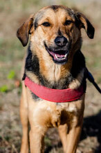 LINCOLN, Hund, Mischlingshund in Bulgarien - Bild 1