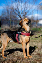 LINCOLN, Hund, Mischlingshund in Bulgarien - Bild 2