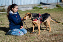 LINCOLN, Hund, Mischlingshund in Bulgarien - Bild 3