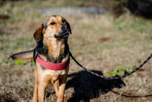 LINCOLN, Hund, Mischlingshund in Bulgarien - Bild 4