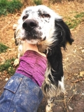 ANNITA, Hund, English Setter in Griechenland - Bild 4