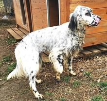 ANNITA, Hund, English Setter in Griechenland - Bild 5