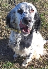 ANNITA, Hund, English Setter in Griechenland - Bild 6