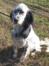 ANNITA, Hund, English Setter in Griechenland - Bild 7