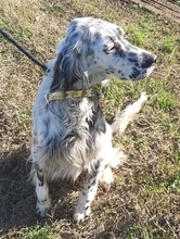 ANNITA, Hund, English Setter in Griechenland - Bild 8