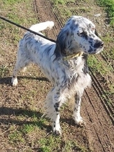 ANNITA, Hund, English Setter in Griechenland - Bild 9