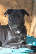 LUNA, Hund, Mischlingshund in Krefeld - Bild 1