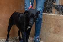LUNA, Hund, Mischlingshund in Krefeld - Bild 10