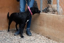 LUNA, Hund, Mischlingshund in Krefeld - Bild 11