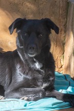 LUNA, Hund, Mischlingshund in Krefeld - Bild 12