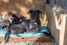 LUNA, Hund, Mischlingshund in Krefeld - Bild 13