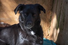 LUNA, Hund, Mischlingshund in Krefeld - Bild 14