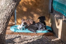 LUNA, Hund, Mischlingshund in Krefeld - Bild 15
