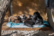 LUNA, Hund, Mischlingshund in Krefeld - Bild 16
