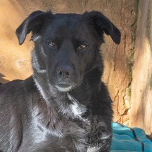LUNA, Hund, Mischlingshund in Krefeld - Bild 17