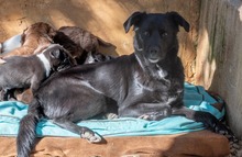 LUNA, Hund, Mischlingshund in Krefeld - Bild 18
