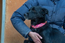 LUNA, Hund, Mischlingshund in Krefeld - Bild 2