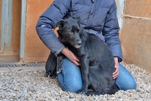 LUNA, Hund, Mischlingshund in Krefeld - Bild 3