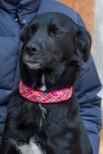 LUNA, Hund, Mischlingshund in Krefeld - Bild 4