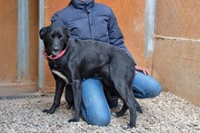 LUNA, Hund, Mischlingshund in Krefeld - Bild 5