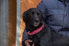 LUNA, Hund, Mischlingshund in Krefeld - Bild 6