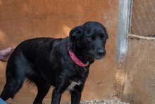LUNA, Hund, Mischlingshund in Krefeld - Bild 7