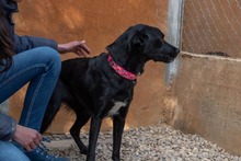 LUNA, Hund, Mischlingshund in Krefeld - Bild 8