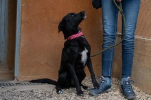 LUNA, Hund, Mischlingshund in Krefeld - Bild 9